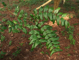 Mahonia duclouxiana, leaves, Doi Suthep, Thailand