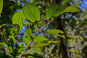 Maieta cf. poeppigii, leaf ant domatia detail, Presidente Figueiredo, Manaos, Amazonas, Brazil