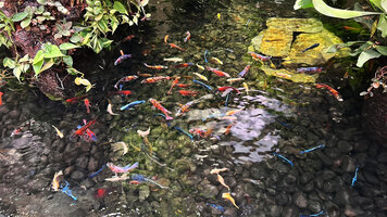 Malawi Cichlid fishes in the Dreamscape Garden at Changi Terminal 2