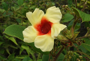 Mandevilla subsagittata, Mountain Pine Ridge Forest Reserve, Belize