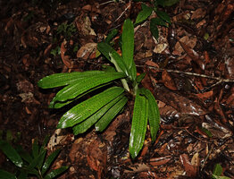 Mapania cuspidata, a form with dark green square dots on light green adaxial leaf surface, Deramakot FR, Sabah, Borneo