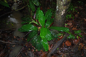Mapania cuspidata, a form with very wide leaves, Danum Valley, Sabah, Borneo
