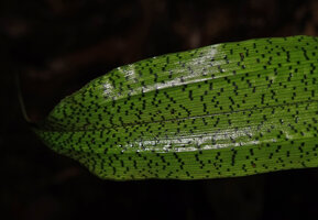 Mapania cuspidata, dark green square dots on light green adaxial leaf surface, Deramakot FR, Sabah, Borneo