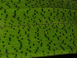 Mapania cuspidata, dark green square spots on light green leaf surface, Deramakot FR, Sabah, Borneo
