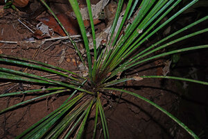 Mapania debilis, short peduncled inflorescences emerging from the base of the leaf rosette, Deramakot FR, Sabah, Borneo