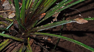 Mapania debilis, three inflorescences emerging from the leaf rosette, the dentate leaf margin being somewhat confusing with Pandanus leaves, Deramakot FR, Sabah, Borneo