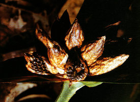 Mapania macrophylla, small black shiny achenes mostly dispersed just around the mother plant, Chutes Voltaire, French Guyana