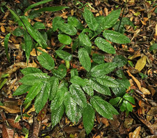 Marantochloa sp., leaf shade avoidance due to the callus movements, Kribi, Cameroun