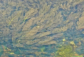 Marathrum foeniculaceum, individual plant, Macal river, San Ignacio, Belize