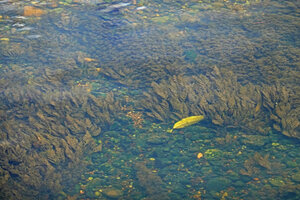 Marathrum foeniculaceum, Macal river, San Ignacio, Belize