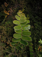 Marcgraviaceae sp., shingle appressed leaves of the juvenile plant, Manu NP, 2000 m, Peru