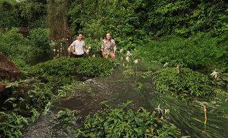 Marc Jeanson and Patrick Blanc emerging from a flowering population of Crinum natans, Kribi, Cameroon, March 2018