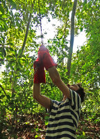 Marc Jeanson using protecting gloves to pull down the dreadful barbed roots of Cercestis blancii, Ebodje, Campo, Cameroon, March 2018