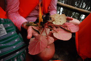 Mark Hughes showing his Begonia hughesii,  PPSRNP, Sabang, Palawan, Philippines, May 2011