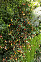 Mc Arthur Glen Provence Vertical Garden with a mixed clump of Abutilon Patrick Synge and Abutilon Kentish Bell in full bloom, Mas de la Peronne, Miramas