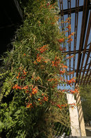 Mc Arthur Glen Provence Vertical Garden with Lobelia laxiflora in full bloom, Mas de la Peronne, Miramas