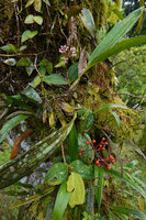 Medinilla alpestris,small individual with inflorescence and infructescence on tree fern stipe, Tjibodas BG, Java