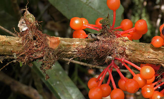 Medinilla amplectens, berries along stem and adventitious roots issued from leaf axils collecting humus, Kinabalu NP, 1600 m asl, Sabah, Borneo