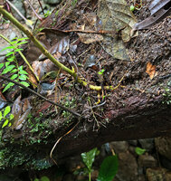 Medinilla aurantiiflora, base of a young individual with radiating adventitious roots covering the surface of an old tree log in the spay of the waterfall, Casaroro Falls, Negros, Philippines