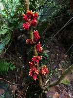Medinilla aurantiiflora, cauliflorous inflorescences along the main stem, Casaroro Falls, Negros, Philippines