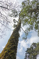 Medinilla beddomei, a, epiphytic species climbing along mossy tree trunk, Idukki, Kerala, India