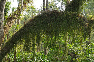 Medinilla beddomei as long hanging curtains, Brahmagiri WS, Karnataka, India
