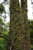 Medinilla beddomei densely covering a treee trunk, Idukki, Kerala, India