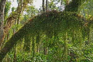 Medinilla beddomei epiphytic on a tree branch, its stems growing as long hanging curtains, Brahmagiri WS, Karnataka, India