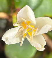 Medinilla beddomei, flower at anthesis, anthers deeply grooved, Idukki, Kerala, India