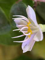 Medinilla beddomei, flower at anthesis in the afternoon, elongation of the filament, unfolding of the curved anther, connective appendages becoming erect and the spur in downward position, Idukki, Kerala, India