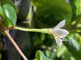 Medinilla beddomei, flower at anthesis, long peduncle becoming wider under hypanthium, very rduced calyx lobes, Idukki, Kerala, India