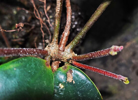 Medinilla beddomei, opposite leaves and the swollen node, main stem in the center, the two greenish axillary stems and three reddish hairy adventitious stems emerging from the tuberized node, Idukki, Kerala, India