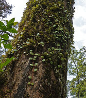 Medinilla beddomei, stems climbing among mosses on tree trunk, Idukki, Kerala, India