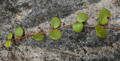 Medinilla beddomei, upper surface of the stem, opposite succulent shiny leaves with characteristic acrodromous venation, Idukki, Kerala, India