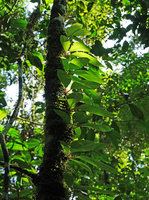 Medinilla cf. quadrifolia, climbing epiphyte with isophyllous verticillate leaves, Halisi, Vangunu, Solomon Islands