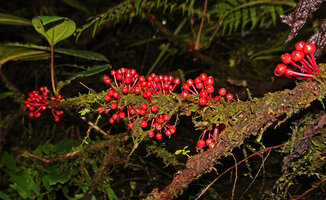 Medinilla aff. maidenii, fasciculate mature berries emerging from the defoliate stems, Manusela NP, 1000 m asl, Seram, Moluccas