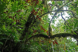 Medinilla mortonii, epiphytic with bright purple lower leaf surface, Imbu Rano, Kolombangara, Solomon Islands