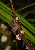 Medinilla cf. succulenta, small spherical white translucent almost sessile berries protected by mosses and dead leaves fixed by adventitious roots, Manusela NP, 1000 m asl, Seram, Moluccas