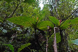Medinilla cf. ceramensis, almost sessile opposite leaves accumulating debris falling from the forest canopy, Manusela NP, Seram Moluccas