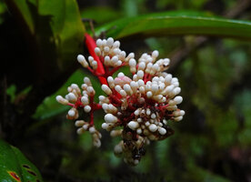 Medinilla cf. ceramensis, young inflorescence with white flower buds, Manusela NP, Seram Moluccas