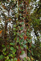Medinilla clarkei, main stem climbing vertically along tree trunk, fixed by adventitious roots, Cameron Highlands, Malaysia