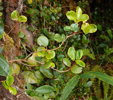 Medinilla clarkei, subadult stage, Cameron Highlands, Malaysia