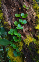 Medinilla clarkei, young stage creeping along tree trunk, fixed by adventitious roots, Cameron Highlands, Malaysia