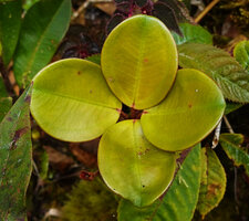 Medinilla clarkei, young stage, leaves verticillate by 4, Cameron Highlands, Malaysia