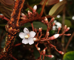 Medinilla perakensis, flower at anthesis, G. Brinchang, Cameron Highlands, Malaysia