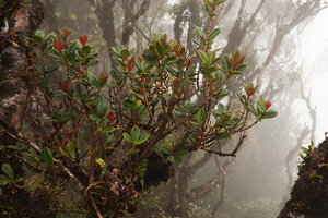 Medinilla clarkei, large flowering bushy epiphyte at the top of a tree in the mossy forest, G. Brinchang, Cameron Highlands, Malaysia