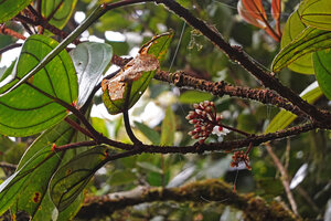 Medinilla  perakensis, leaves and cauliflorous inflorescences, G. Brinchang, Cameron Highlands, Malaysia