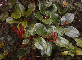 Medinilla  perakensis, verticillate shiny leaves, G. Brinchang, Cameron Highlands, Malaysia