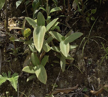 Medinilla compressicaulis, slightly anisophyllous seedlings on vertical rocky bank, Banaue, Luzon, Philippines