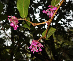 Medinilla cordata, inflorescences, Mt Data, Luzon, Philippines